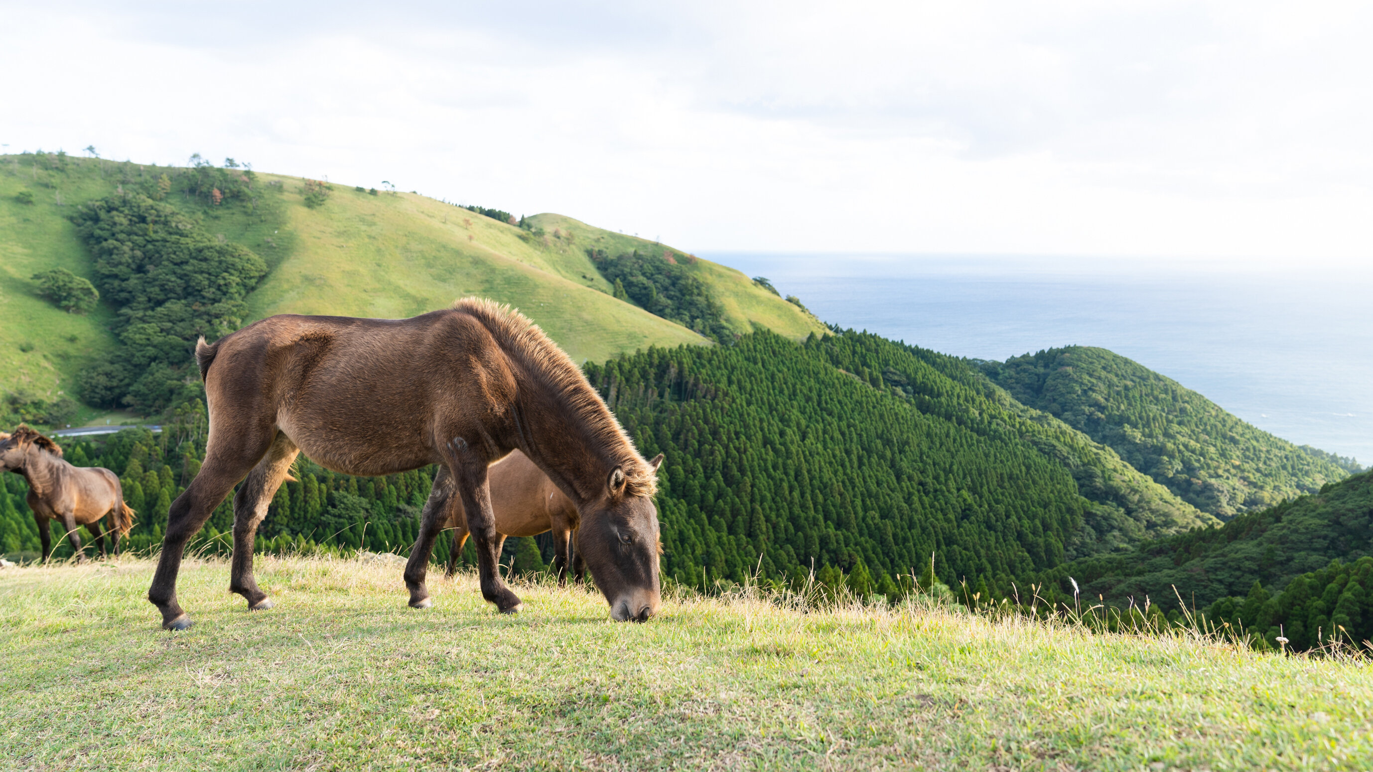 宮崎県】霧島連山を望む高原で宮崎を満喫する旅 | おでかけスポット |